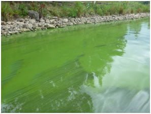 Risks of Blue Green Algae