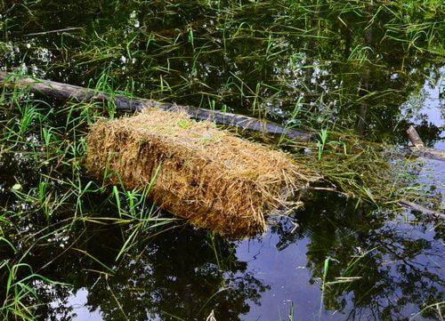 treating blue green algae