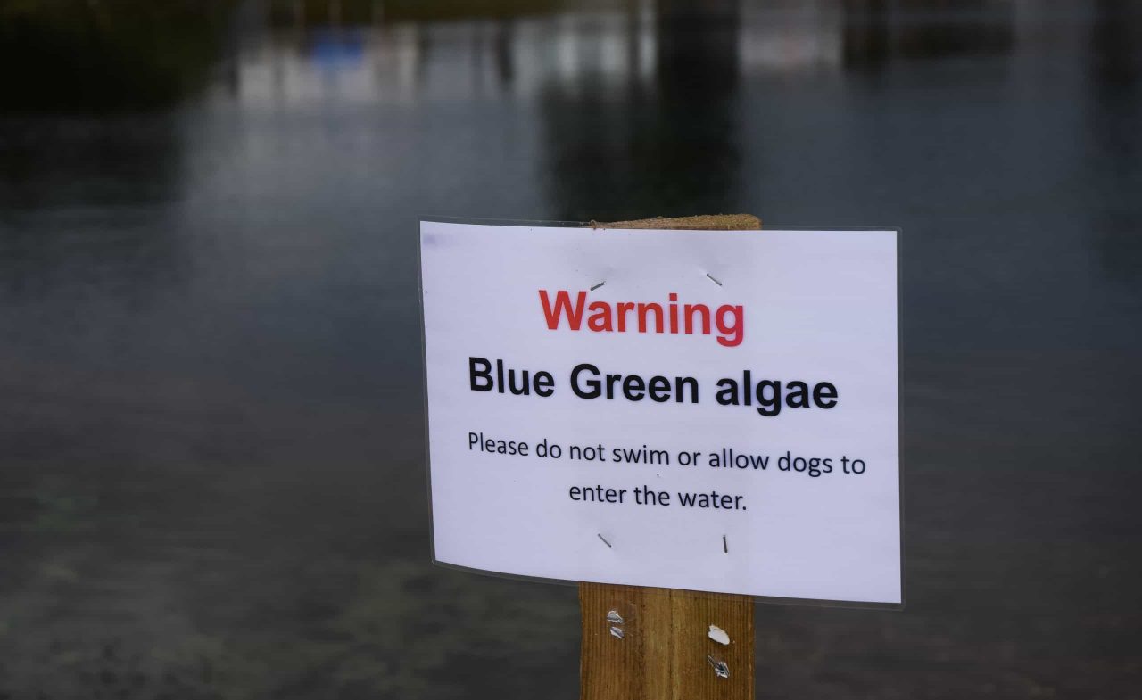 When Is Blue Green Algae Toxic Expert Guidance Swim Safety   Blue Green Algae Signs 1280x785 