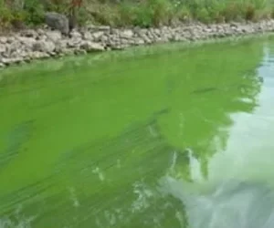 When is Blue Green Algae Toxic