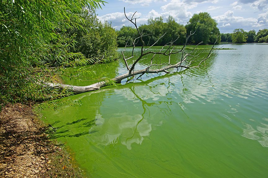 treating blue green algae